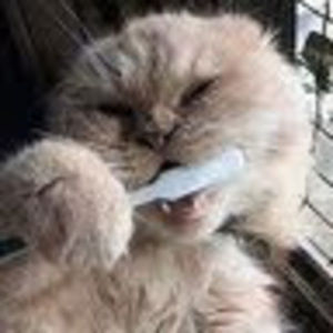 Meet your Posher, Ai-phuong